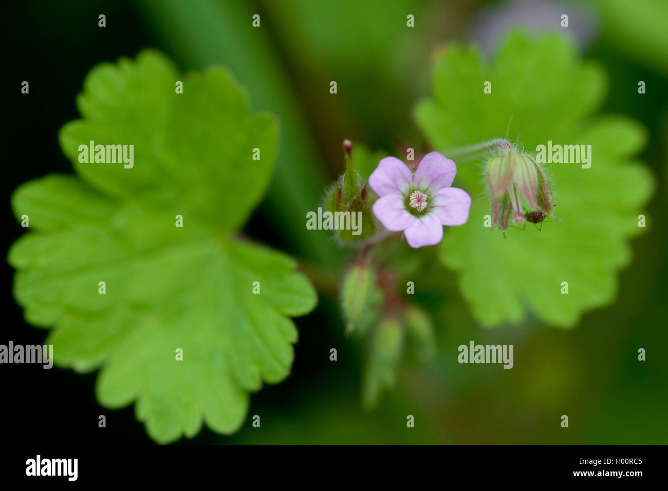 Round-dejados cranesbill (Geranium rotundifolium), floreciendo, Alemania Foto de stock