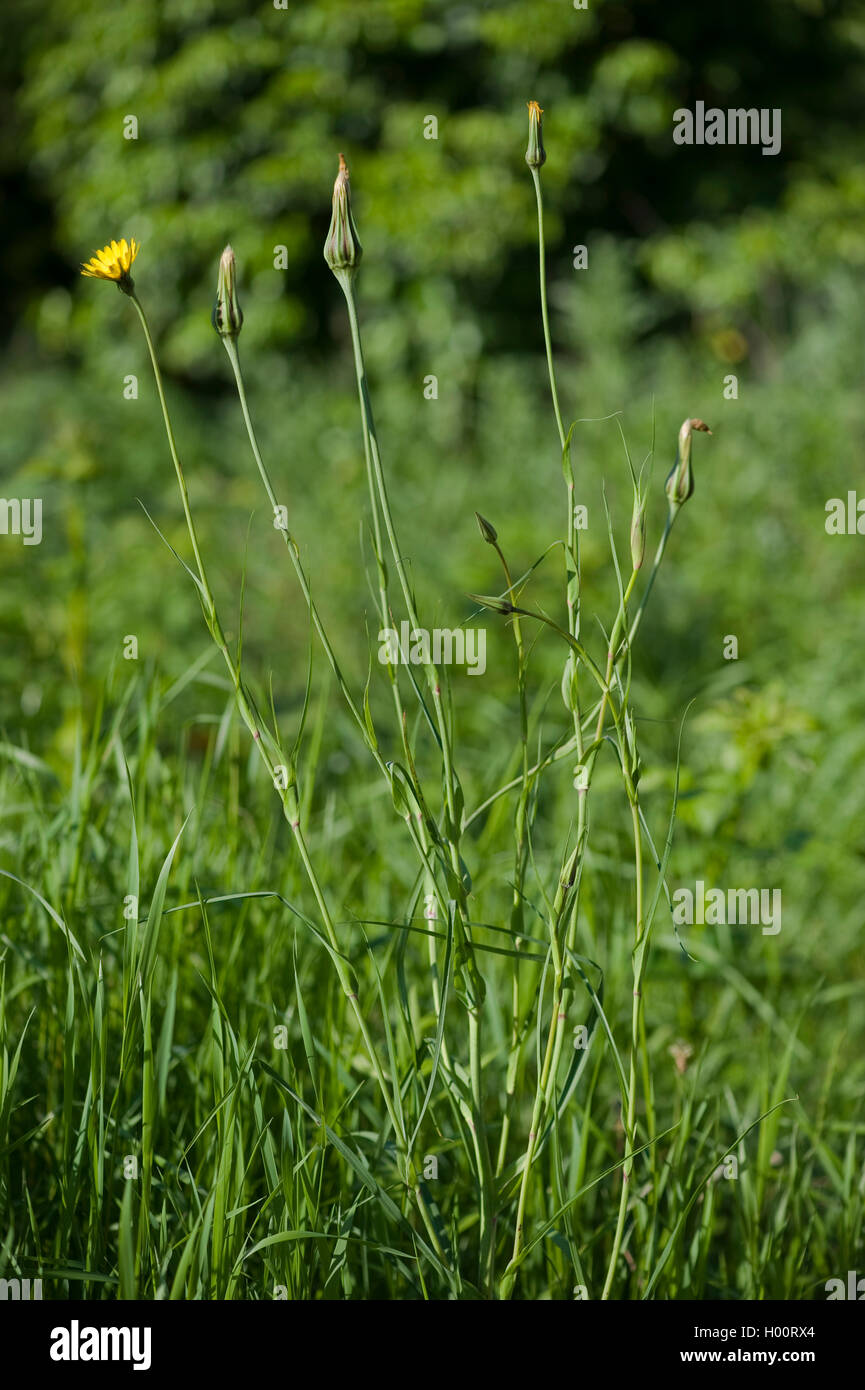 Meadow barba de cabra, jack-go-to-cama-en-mediodía, pradera salsifify (Tragopogon pratensis), floreciendo, Alemania Foto de stock