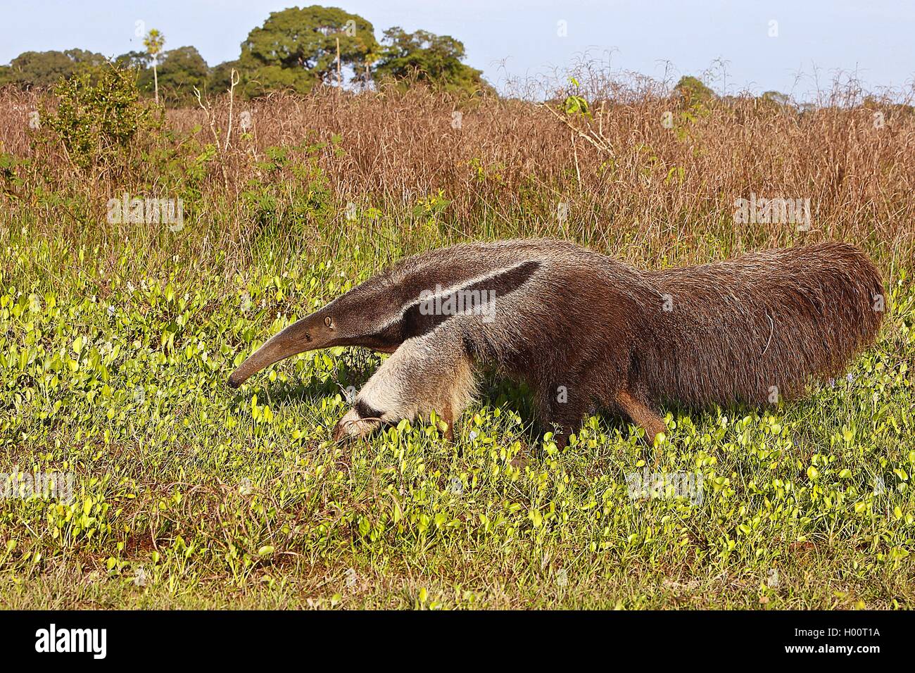 Oso hormiguero gigante (Myrmecophaga tridactyla), en su hábitat, Costa Rica Foto de stock