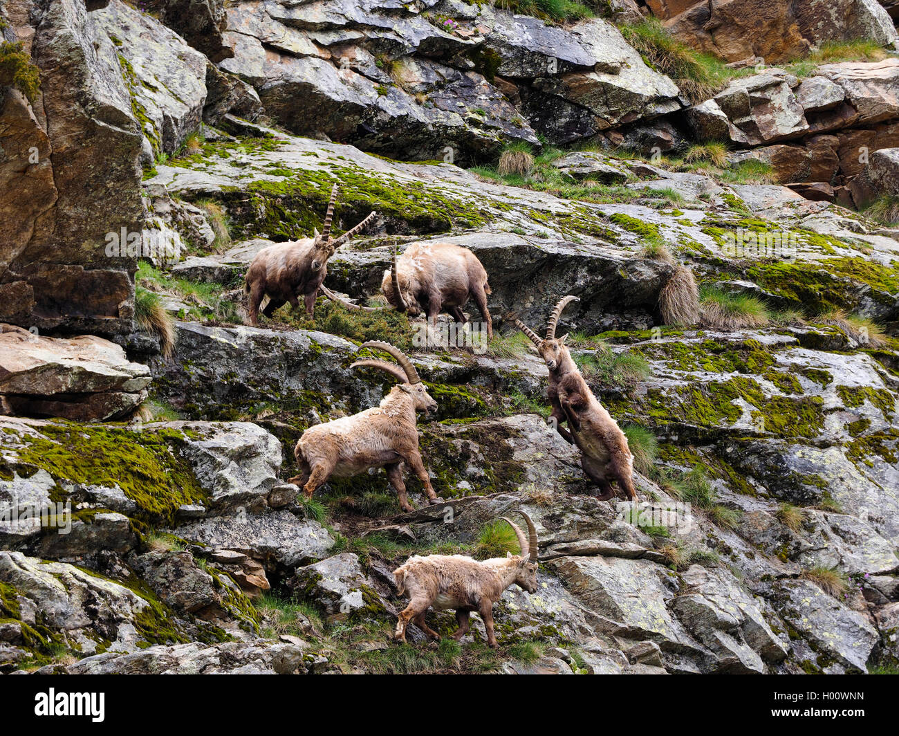 Alpina (Capra ibex, Capra ibex ibex), ibices en lucha juguetona, Italia, el Parque Nacional del Gran Paradiso, Ceserole reale Foto de stock