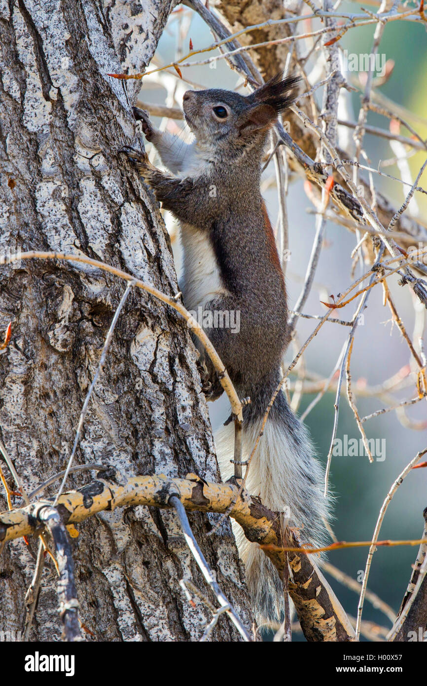 Tassle orejudo, Abert la ardilla (Sciurus aberti), sube sobre el tronco de un árbol, Flagstaff, Arizona, EE.UU. Foto de stock