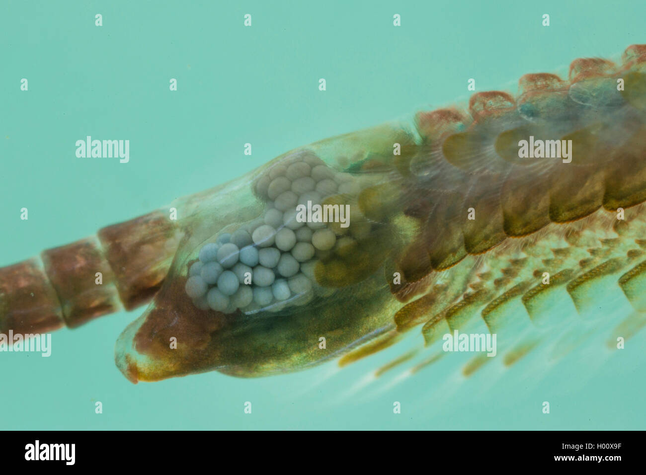 Branchiopods (Chirocephalus shadini), detalle egg sac Foto de stock