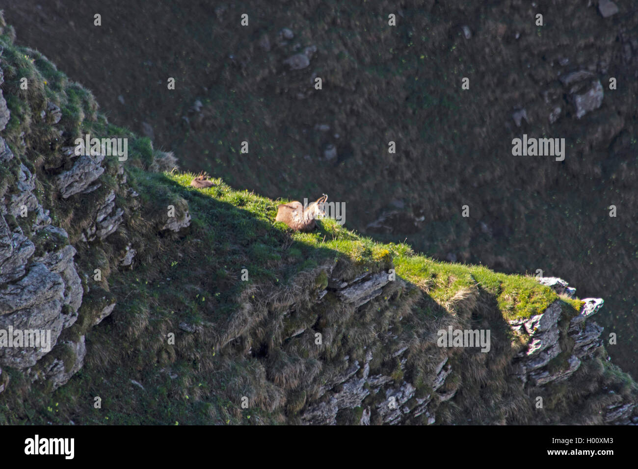 Gaemse, Gemse, Gamswild (Rupicapra rupicapra), Weibchen und Kitz sonnen sich auf einem Felsvorsprung, Seitenansicht, Schweiz, Foto de stock