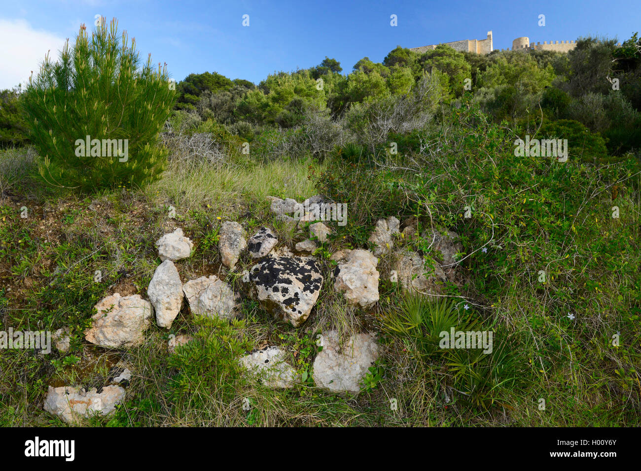 Pared de piedra seca en la macchia delante del castillo de Capdepera, España, Balearen, Mallorca, Cala Ratjada Foto de stock