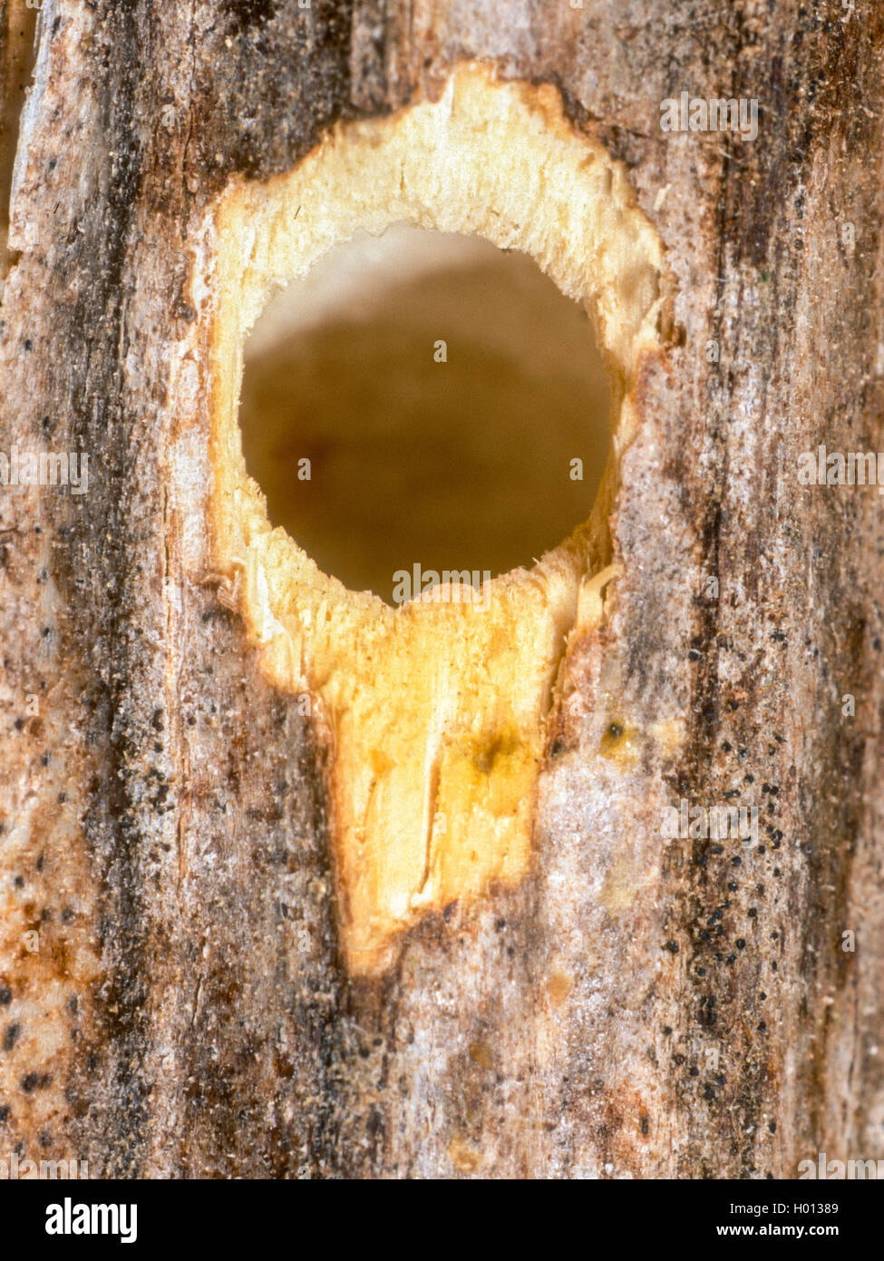 Mason bee (Osmia tridentata), anide la entrada en una planta de tallo, Alemania Foto de stock