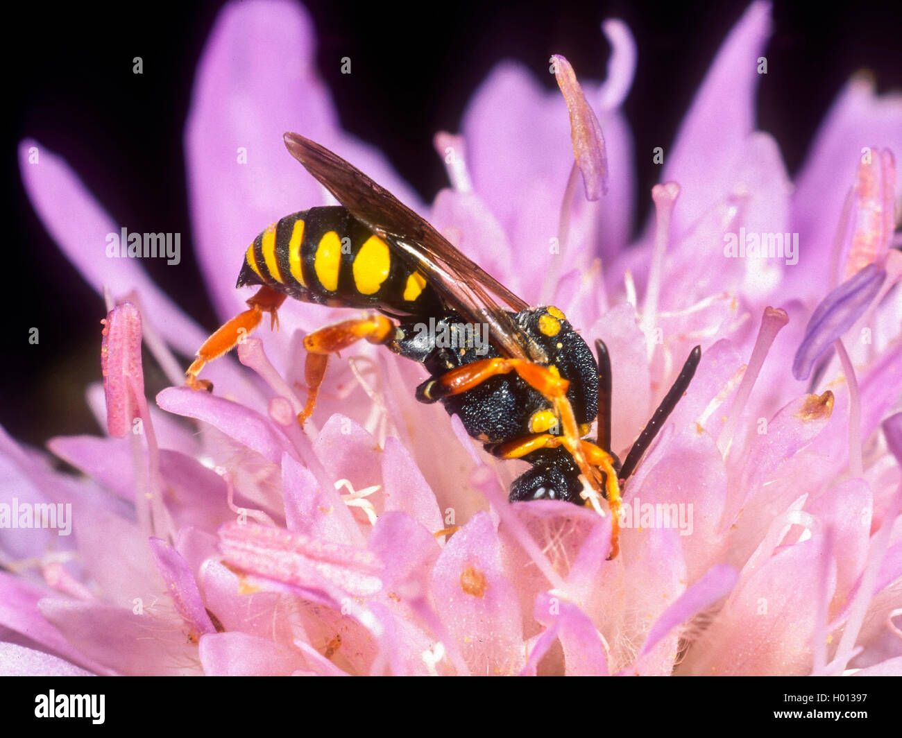 Nomad abeja (Nomada emarginata), hembra forrajeando en campo (Scabious Knautia arvensis), Alemania Foto de stock