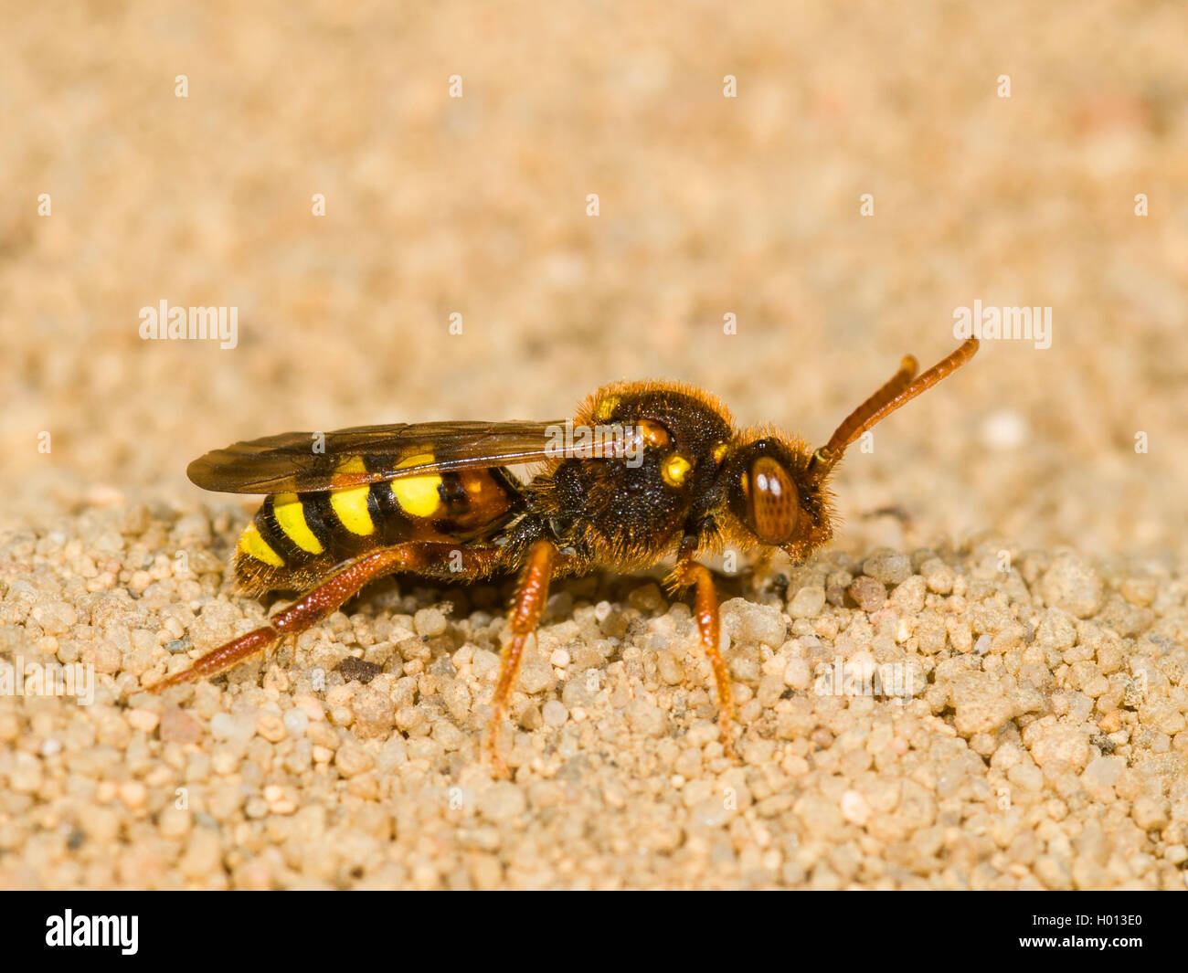 Lathbury nómadas de abeja (Nomada lathburiana), hembra en arena, Alemania Foto de stock