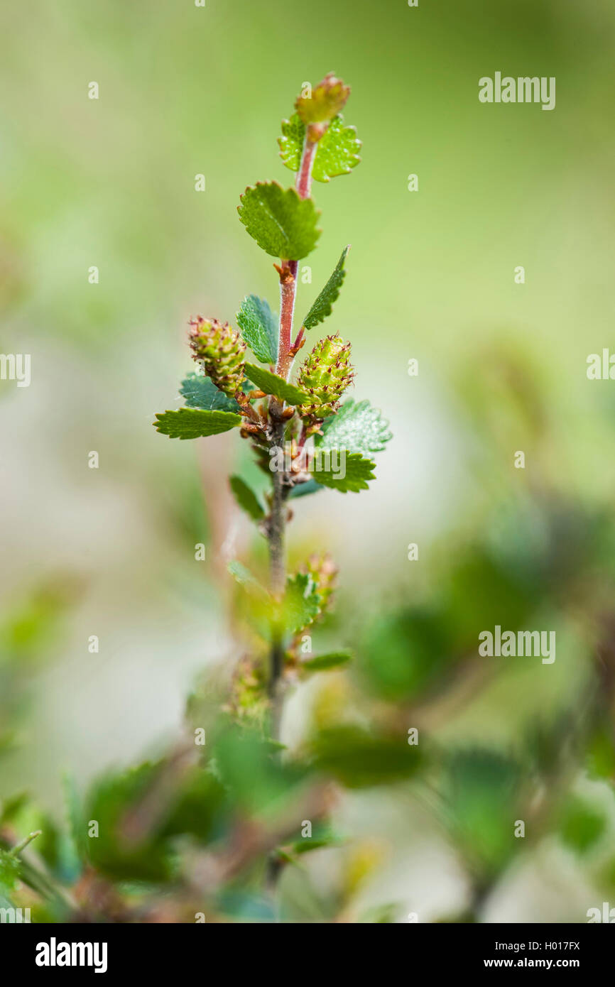 Buen enano, abedul, abedul enano enano de abedul (Betula nana), rama florece, BG_WÜ Foto de stock