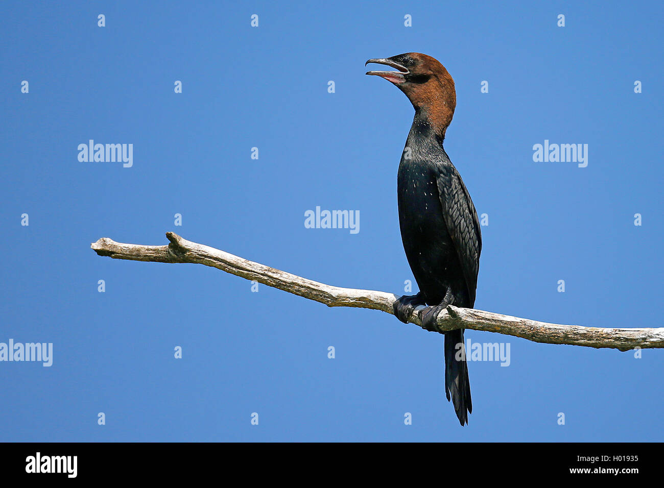 Los pigmeos cormoranes (Phalacrocorax pygmeus), sentado en una rama llamando, Rumania, Delta del Danubio Foto de stock