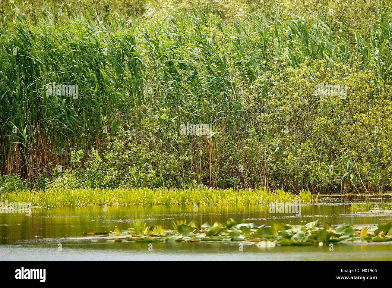 Reed hierba común, reed (Phragmites communis, Phragmites australis), de la vegetación en el delta del Danubio, Rumania, Delta del Danubio Foto de stock