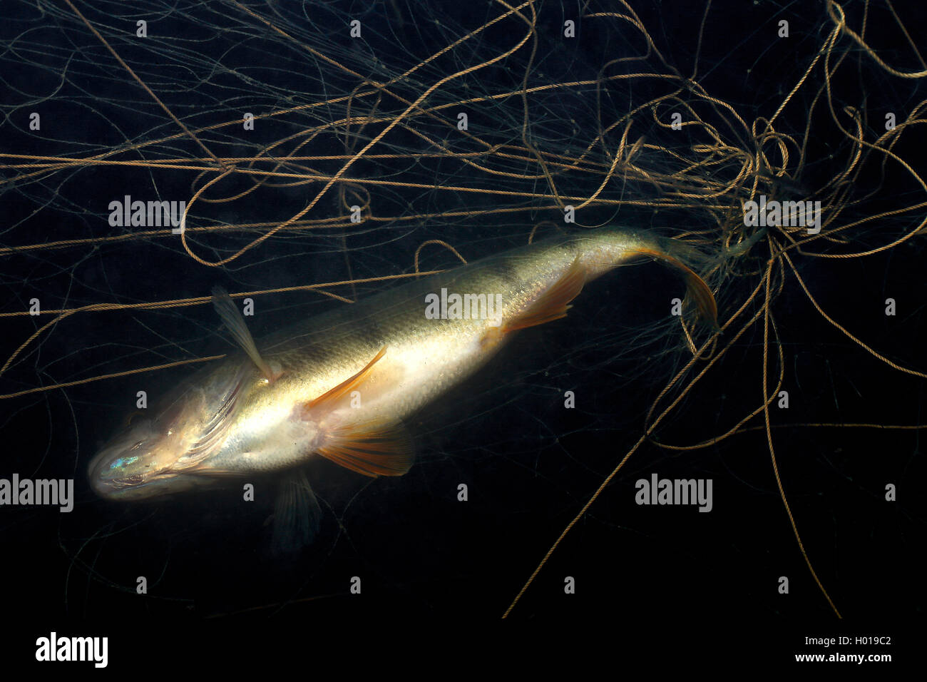 Perca Europea Redfin, perca, Perca (Perca fluviatilis), perca muerta en una red, vista desde abajo, bajo el agua, Rumania, Delta del Danubio Foto de stock