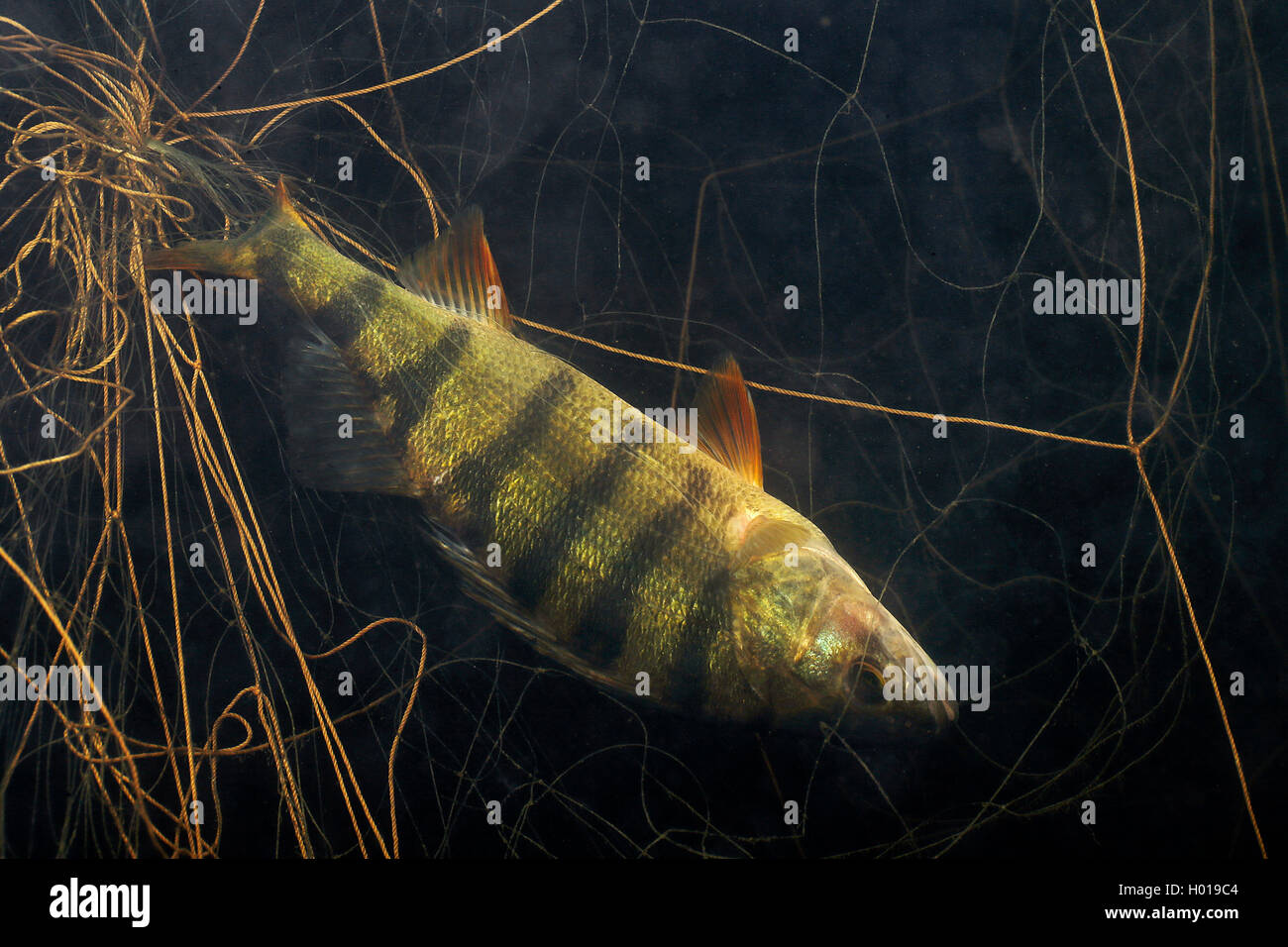 Perca Europea Redfin, perca, Perca (Perca fluviatilis), perca muerta en una red, vista lateral bajo el agua, Rumania, Delta del Danubio Foto de stock