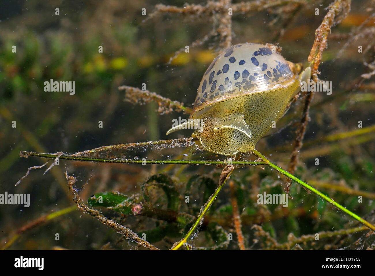 Gran orejudo (radix Radix auricularia), se alimenta de hierba bajo el agua, Rumania, Delta del Danubio Foto de stock