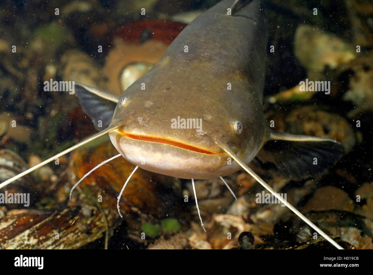 Unión bagres, Wels, sheatfish, wels siluro (silurus glanis), Retrato, En Rumania, el delta del Danubio Foto de stock