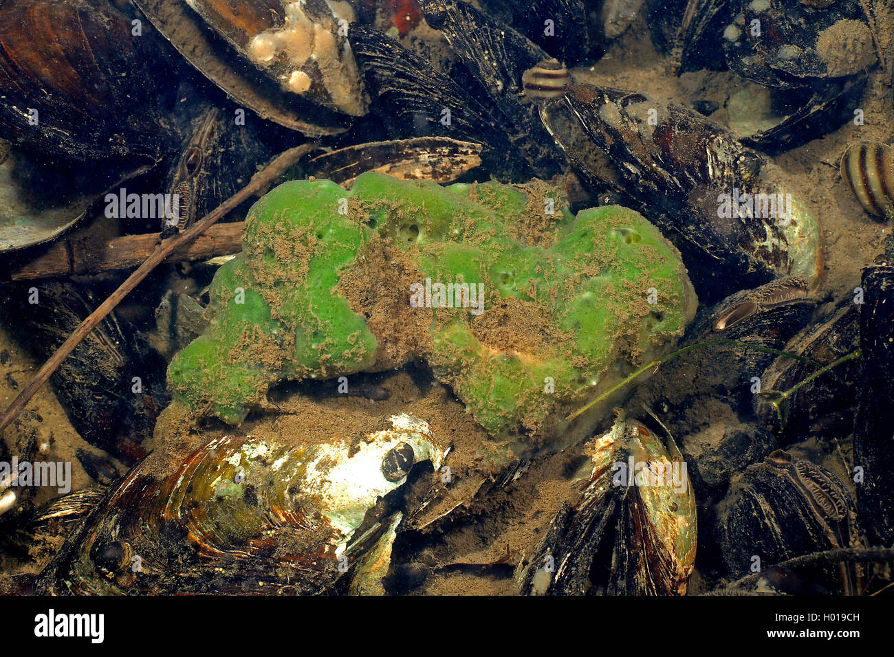 Esponja de agua dulce (Spongillidae), en la parte inferior, Rumania, Delta del Danubio Foto de stock