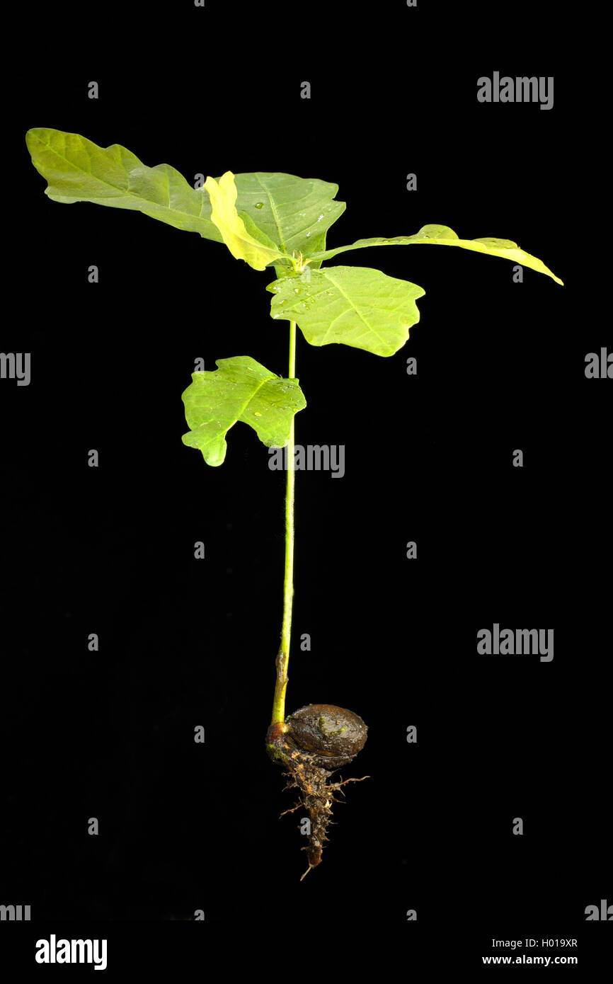 Roble común, roble pedunculate, Inglés de roble (Quercus robur), los plantones con acorn Foto de stock