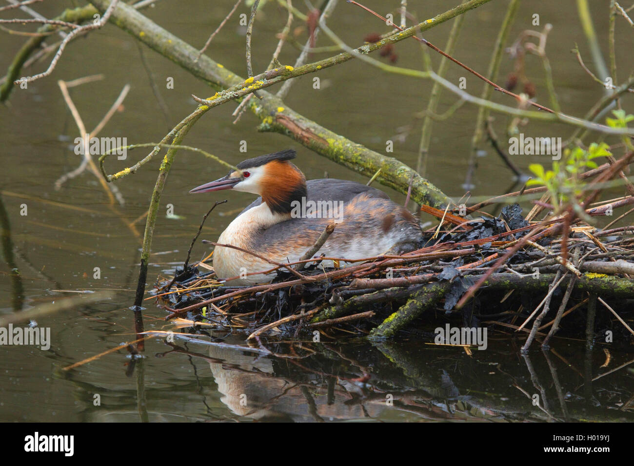 Somormujo lavanco (Podiceps cristatus), la cría en el nido, vista lateral, en Alemania, en Renania del Norte-Westfalia Foto de stock