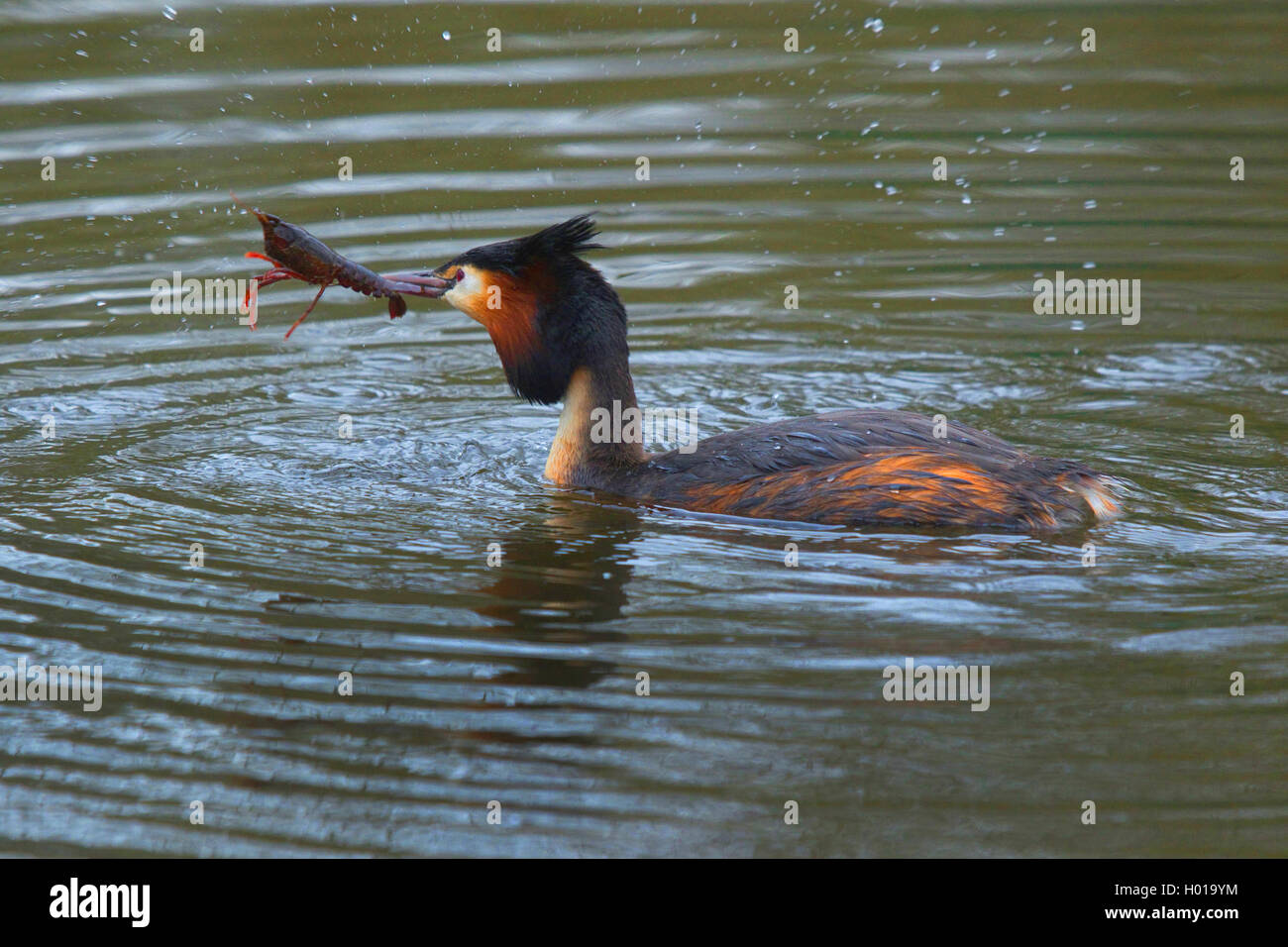 Somormujo lavanco (Podiceps cristatus), con langostinos capturados en el proyecto de ley, vista lateral, en Alemania, en Renania del Norte-Westfalia Foto de stock