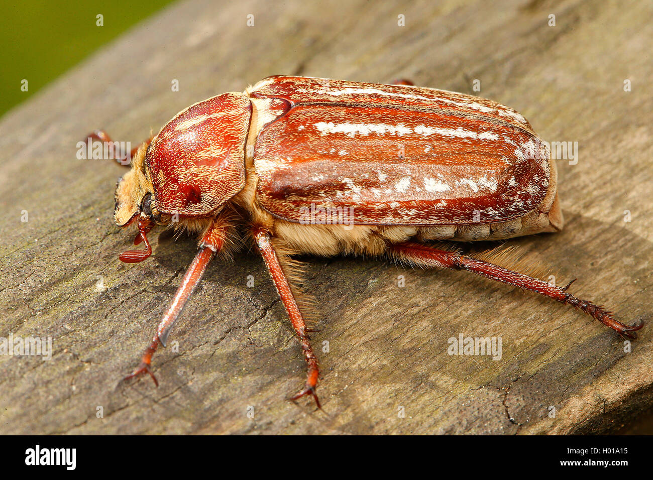 Escarabajos del estiércol (Anoxia orientalis), sobre madera, Rumania Foto de stock