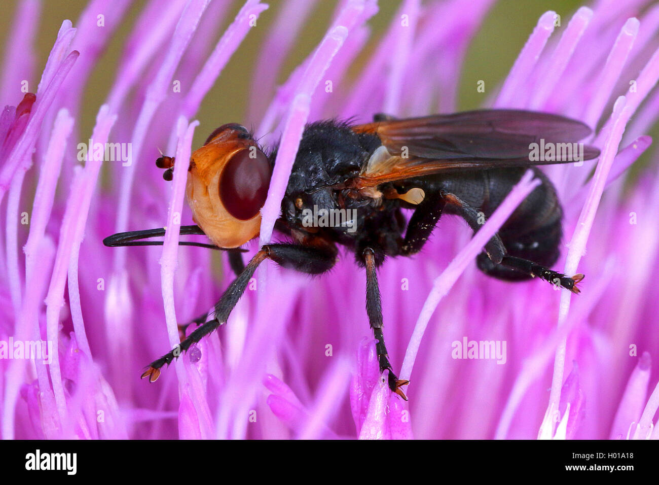 Cabeza gruesa mosca (Conopidae), sentada sobre una flor, Rumania Foto de stock