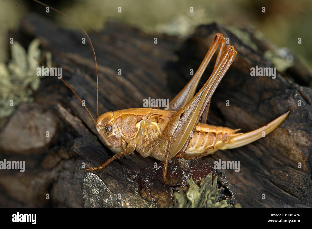 Saltamontes de cuernos largos (Tettigoniidae), se encuentra en la madera, Rumania Foto de stock
