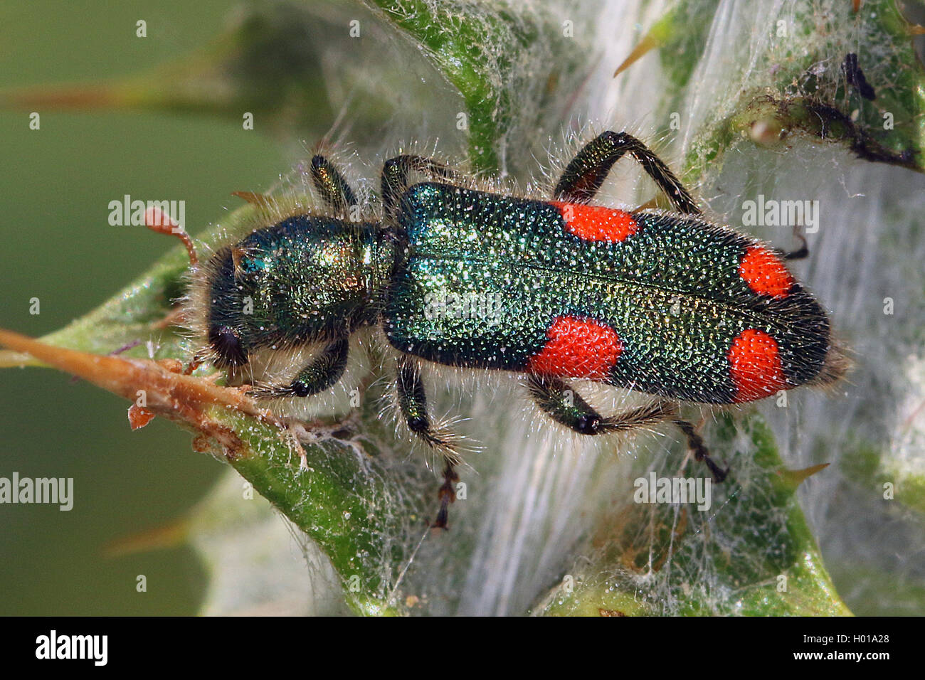 Accidentada (escarabajo Trichodes quadriguttatus), se asienta sobre una planta, Rumania Foto de stock