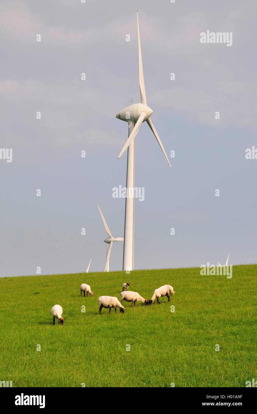 Ovejas domésticas (Ovis ammon f. aries), plantas de energía eólica en el dique con ovejas, Alemania, Baja Sajonia, Frisia Oriental, Krummhoern-Greetsiel Foto de stock