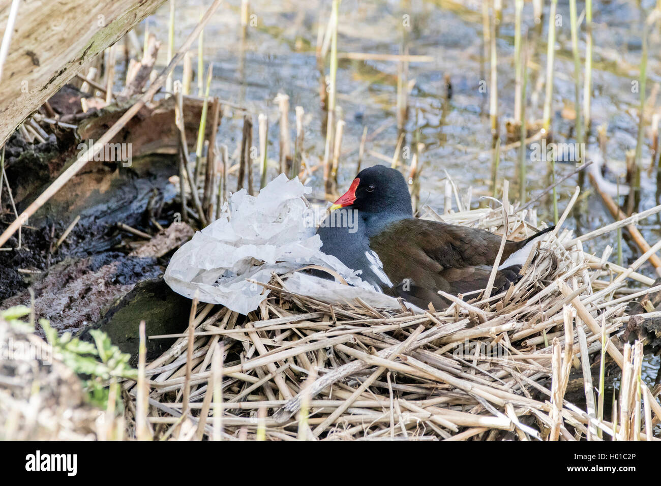 Polla de agua (Gallinula chloropus), en su nido, Alemania, Schleswig-Holstein, en el norte de Frisia, Hooge Hallig Foto de stock