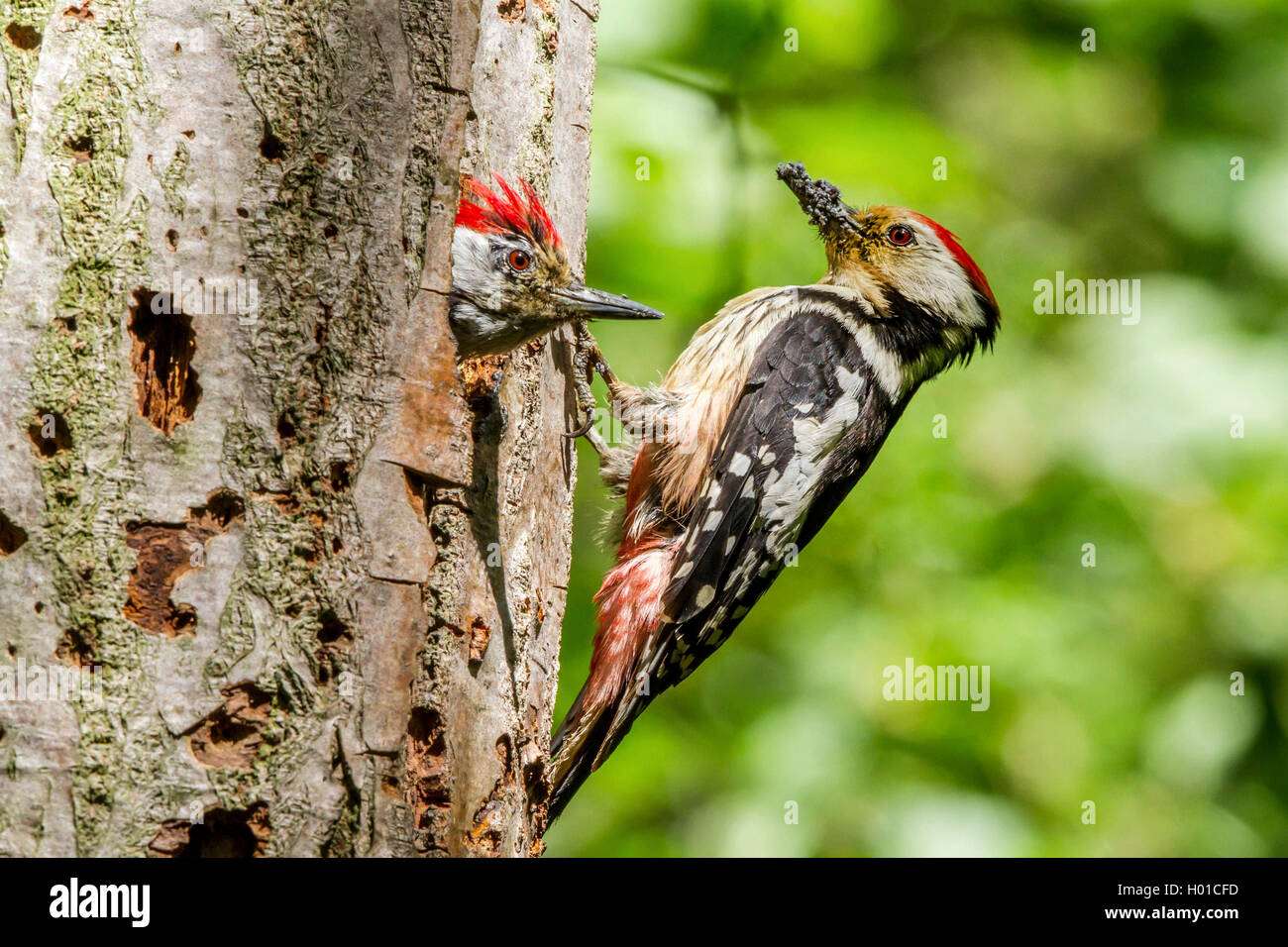 Mittelspecht, Mittel-Specht (Picoides medius, Dendrocopos medius) Maennchen und Weibchen an der Hoehle, Deutschland, Mecklenbur Foto de stock