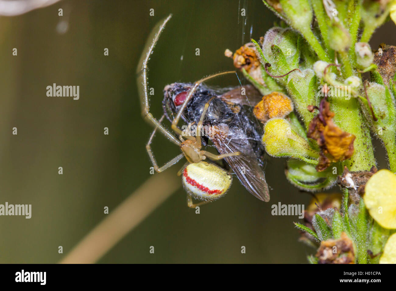 Rojo y blanco (araña Enoplognatha ovata, Enoplognatha lineata, Theridion redimitum), capturado con mosca, Alemania, en el Estado federado de Mecklemburgo-Pomerania Foto de stock