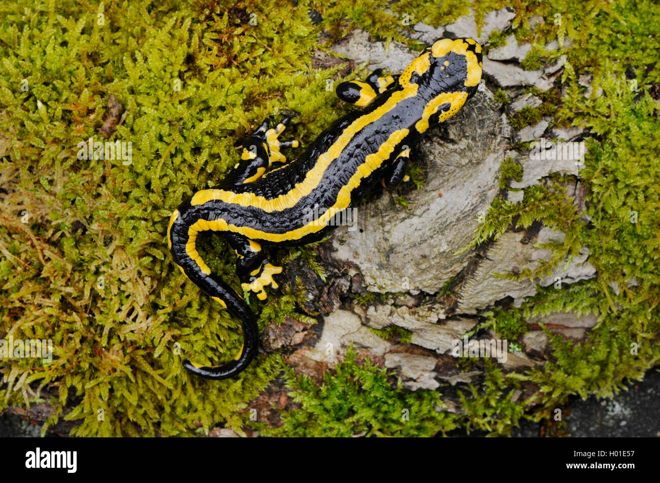 Unión fuego salamandra (Salamandra salamandra), sobre una piedra de musgo, Alemania, Renania-Palatinado Foto de stock