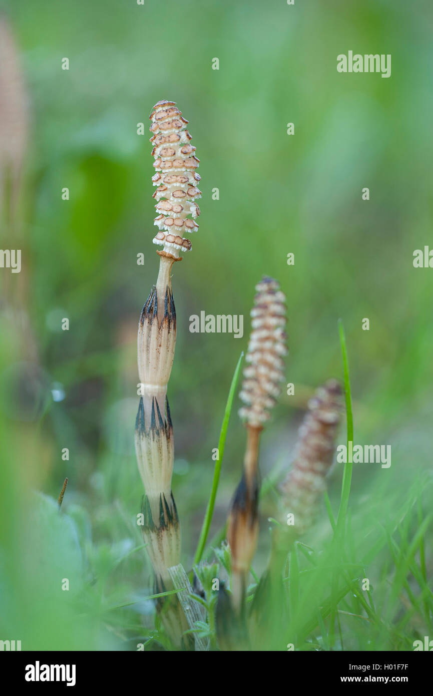 Campo Equiseto o cola de caballo (Equisetum arvense), cono, Alemania Foto de stock