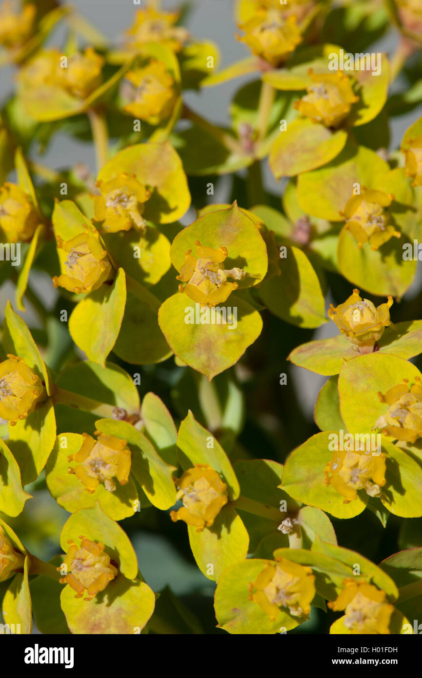 Sigilosa Spurge, cola de burro, mirto expurgo (Euphorbia myrsinites), floreciendo Foto de stock