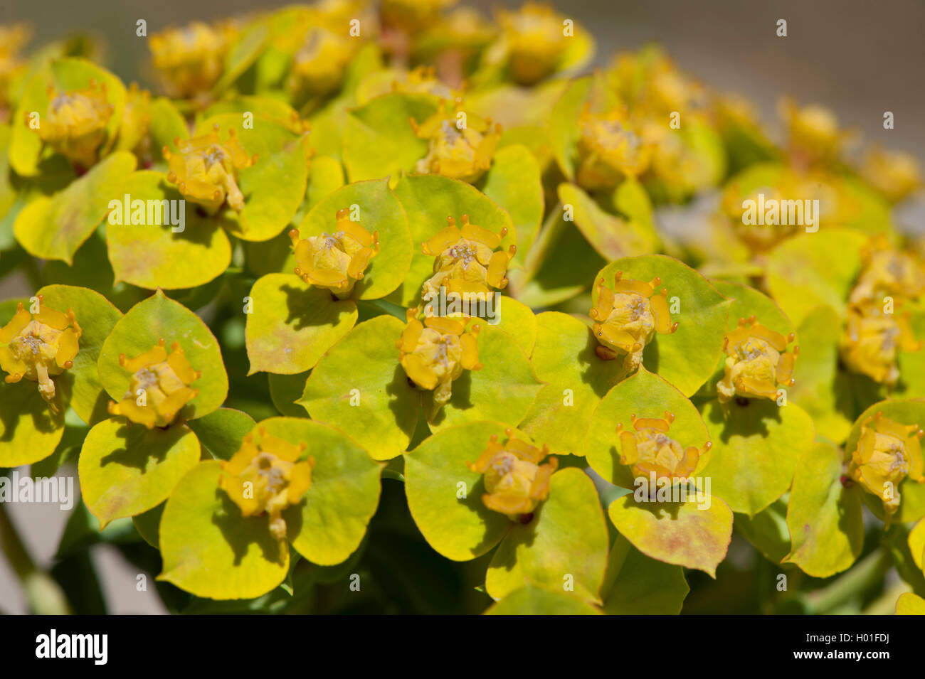 Sigilosa Spurge, cola de burro, mirto expurgo (Euphorbia myrsinites), floreciendo Foto de stock