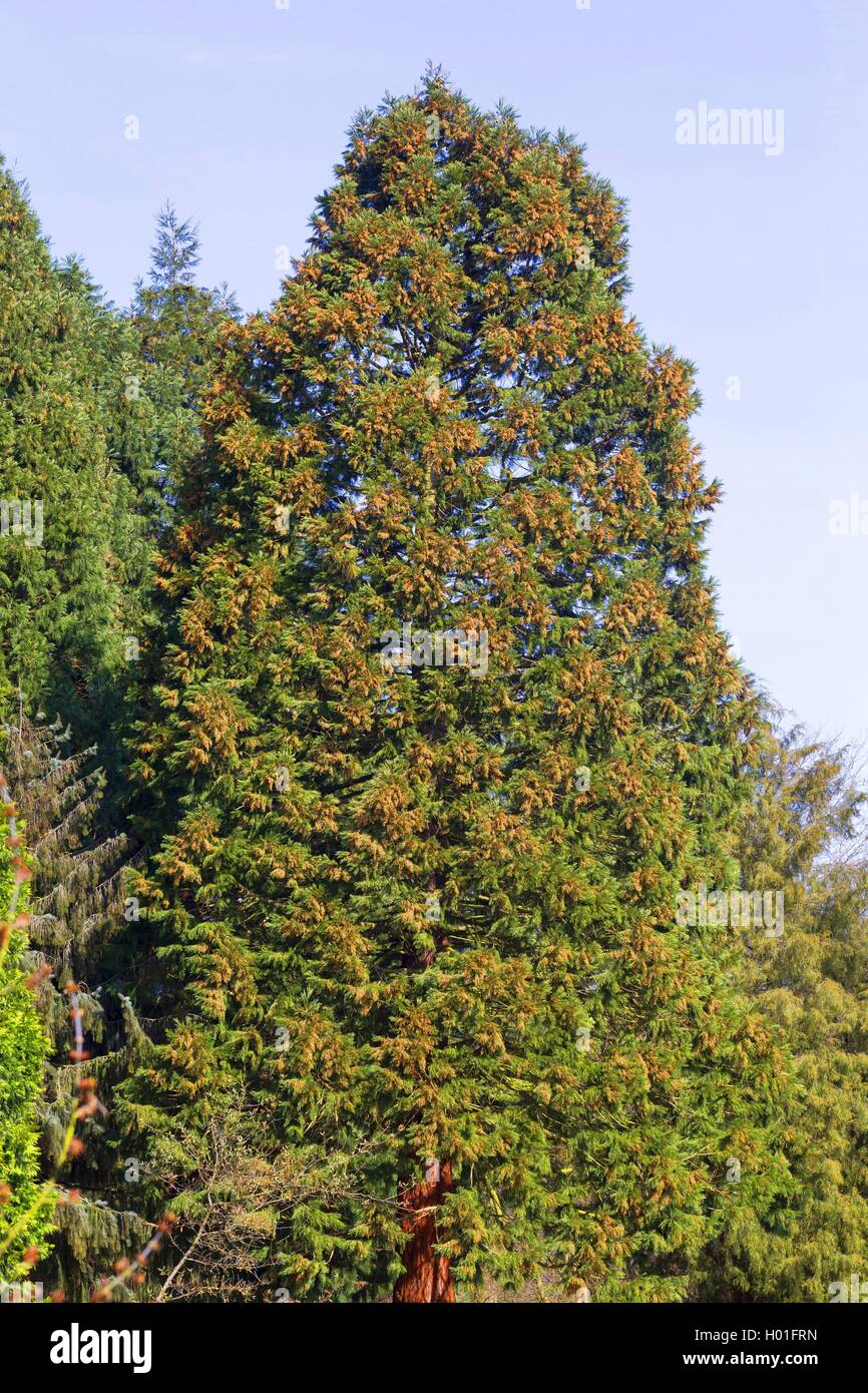 La secuoya gigante, La secuoya gigante (Sequoiadendron giganteum), árbol con flores masculinas Foto de stock