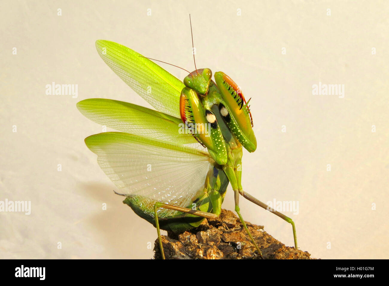 Europaeische Gottesanbeterin (mantis religiosa), en Drohgebaerde, Spanien | Unión depredando mantis (mantis religiosa), threate Foto de stock