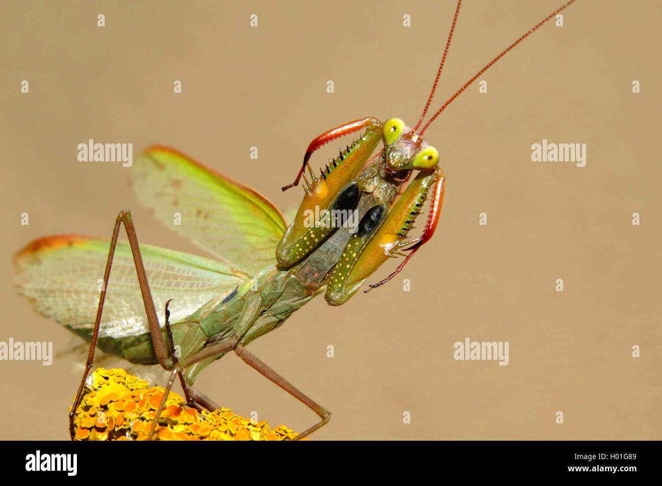 Europaeische Gottesanbeterin (mantis religiosa), en Drohhaltung, Spanien | Unión depredando mantis (mantis religiosa), threateni Foto de stock