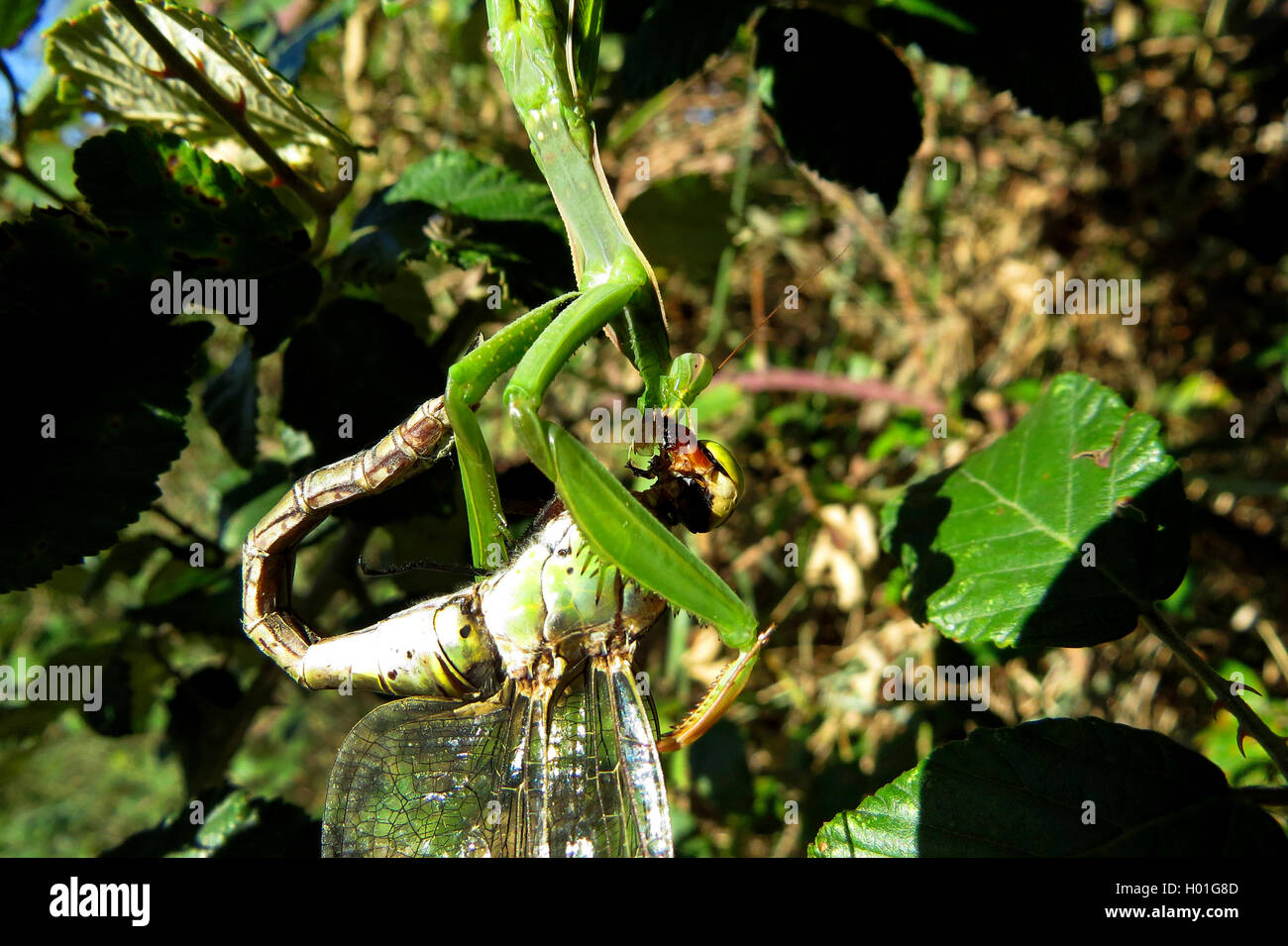Europaeische Gottesanbeterin (mantis religiosa), frisst Libelle, Spanien | Unión depredando mantis (mantis religiosa), alimentación o Foto de stock