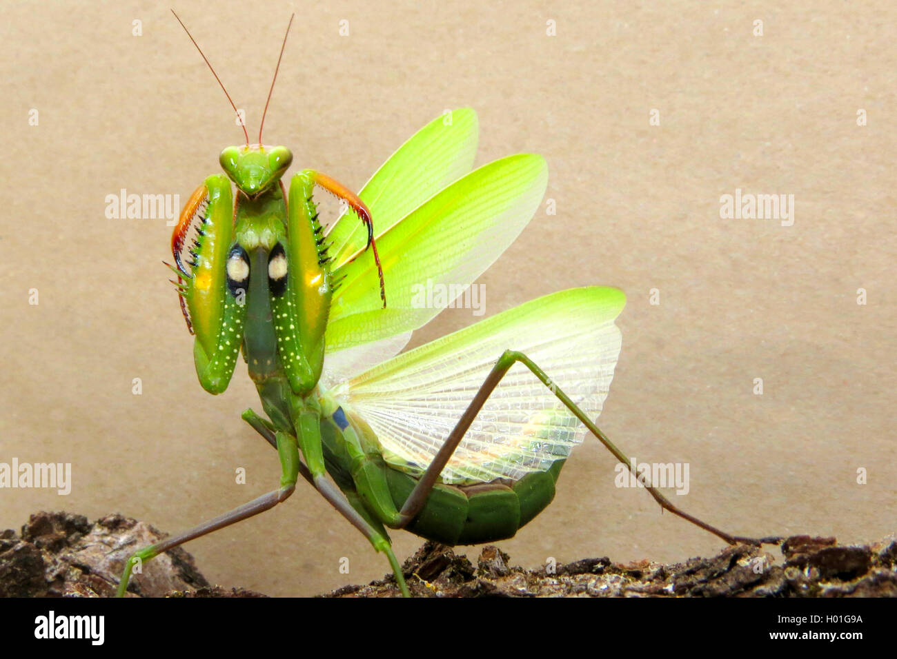 Europaeische Gottesanbeterin (mantis religiosa), Drohgebaerde, Spanien | Unión depredando mantis (mantis religiosa), amenazando Foto de stock