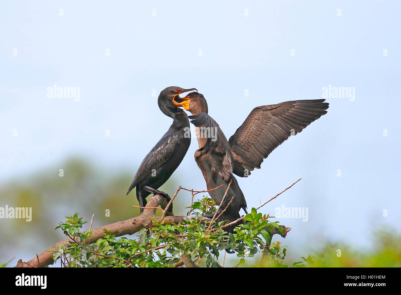 Cormorán de doble cresta (Phalacrocorax auritus), pájaro adulto se alimenta de aves menores, EEUU, Florida, Venecia Foto de stock