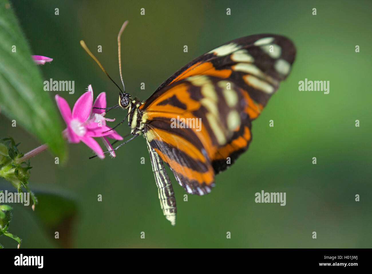 Ismenius Tigre, Tigre (Heliconius ismenius Heliconian), chupando el néctar de una flor, vista lateral Foto de stock