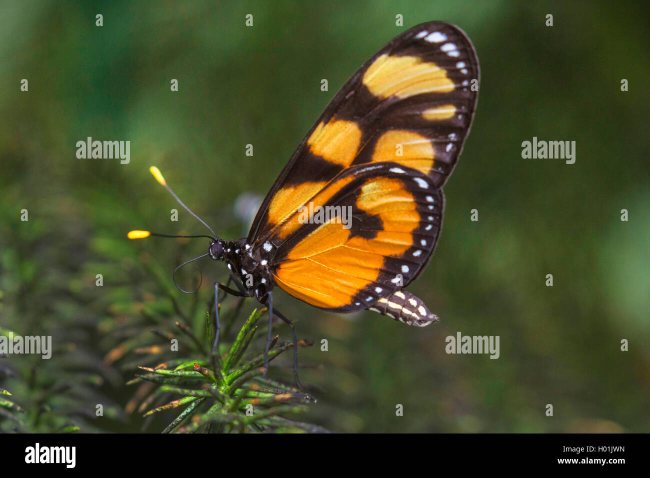 Nymphalidae (Nymphalidae), mariposas sentado sobre una ramita, vista lateral Foto de stock
