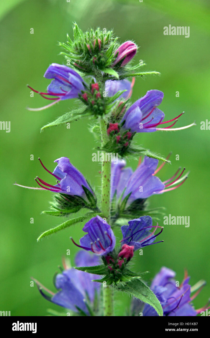 Blueweed, blue devil, víbora, víbora común bugloss-bugloss (Echium vulgare), flores, Alemania Foto de stock