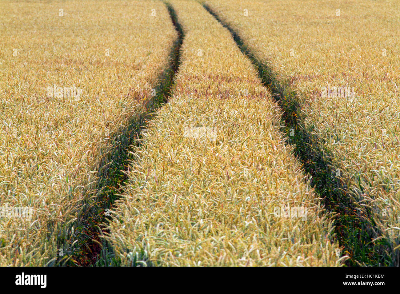 Saat-Weizen, Saatweizen, Weich-Weizen, Weichweizen, Weizen (Triticum aestivum) en einem unkrautfreien Traktorspuren Weizenfeld, Foto de stock