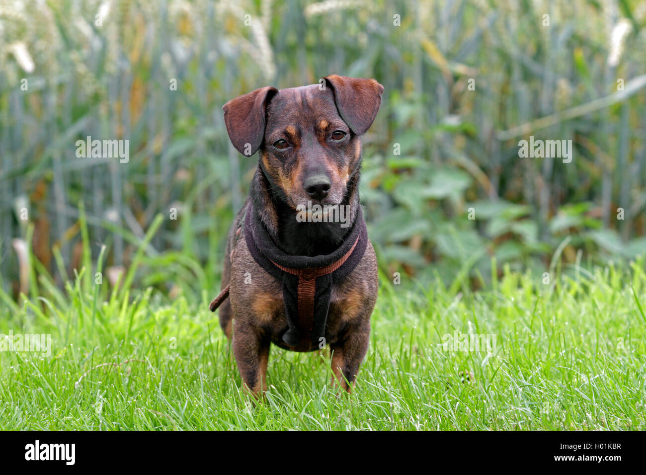 Teckel perro de raza mixta, macho perro de pie en una pradera, Alemania Foto de stock