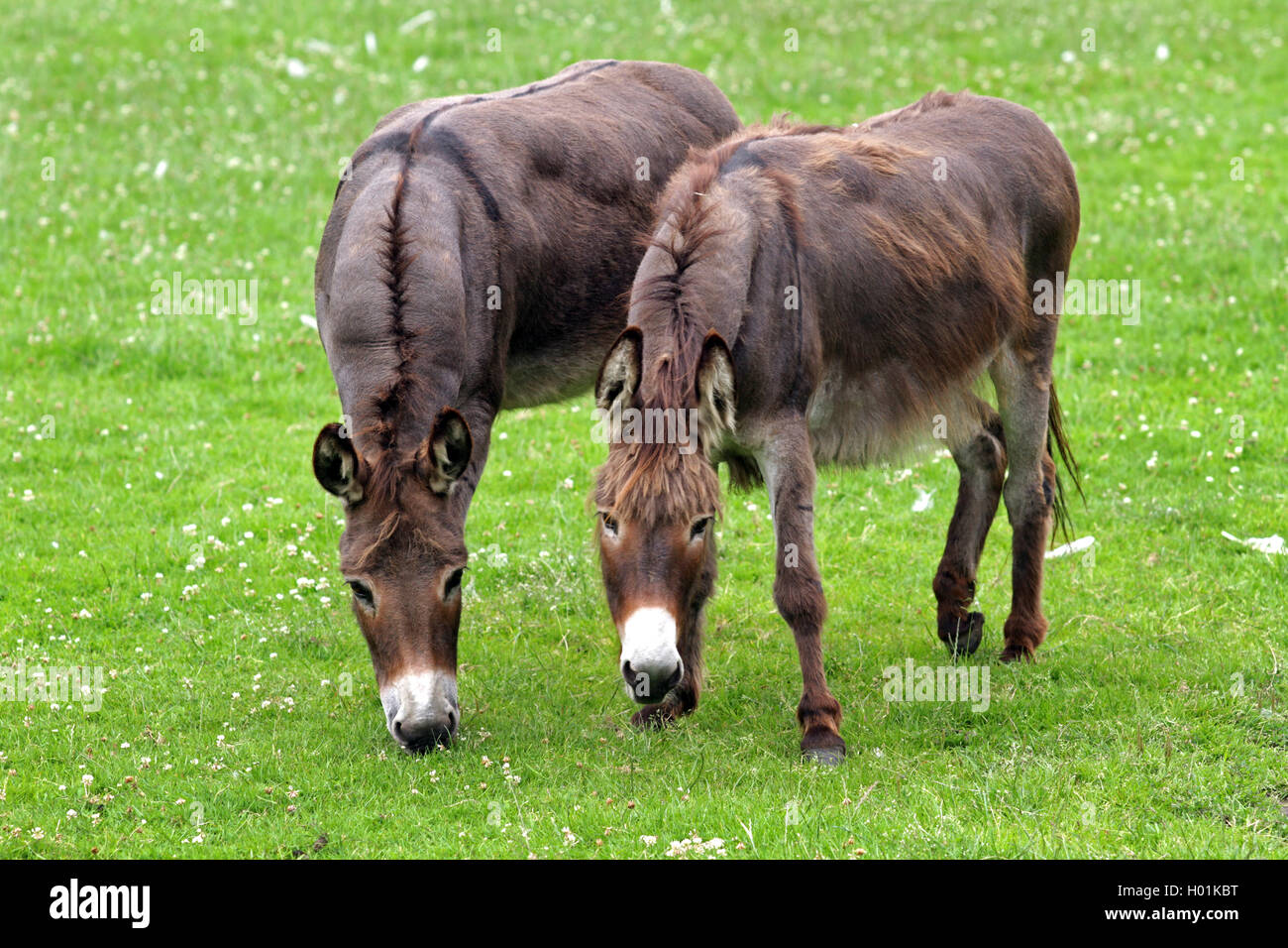 Asno doméstico (Equus asinus asinus), dos burros pastando en un potrero, Alemania Foto de stock