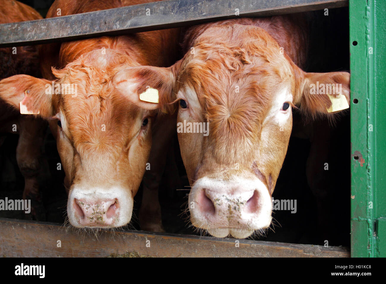 Limousin ganado bovino, ganado doméstico (Bos primigenius f. taurus), dos toros en el establo, vista frontal, Alemania Foto de stock