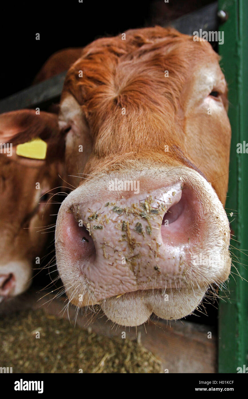 Limousin ganado bovino, ganado doméstico (Bos primigenius f. taurus), la nariz y la boca de un toro Limousin, vista frontal, Alemania Foto de stock