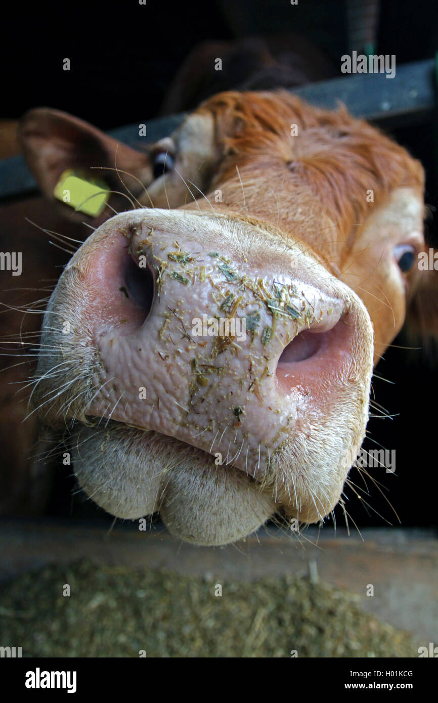 Limousin ganado bovino, ganado doméstico (Bos primigenius f. taurus), la nariz y la boca de un toro Limousin, vista frontal, Alemania Foto de stock