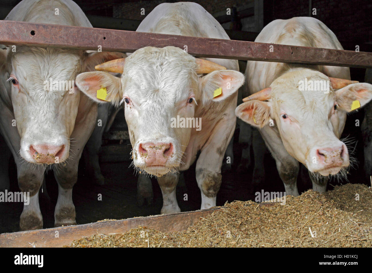 Charolais ganado (Bos primigenius f. taurus), tres cabezas de ganado Charolais en el establo, vista frontal, Alemania Foto de stock